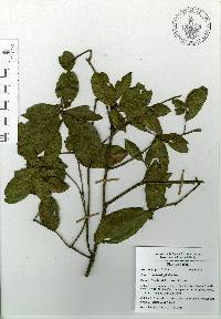 Quercus acherdophylla image