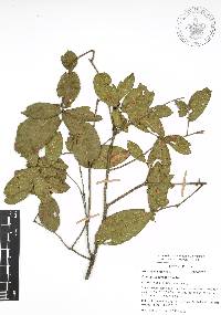 Quercus acherdophylla image