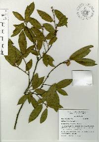 Quercus acherdophylla image