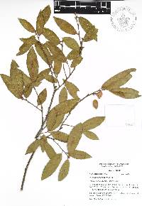 Quercus acherdophylla image