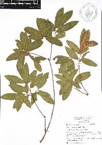 Quercus acherdophylla image