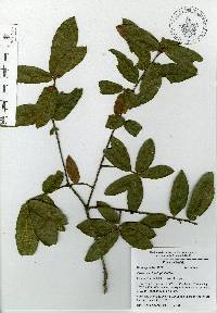 Quercus acherdophylla image