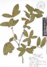 Quercus acherdophylla image