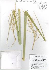 Beaucarnea olsonii image