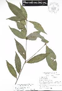 Quercus acherdophylla image