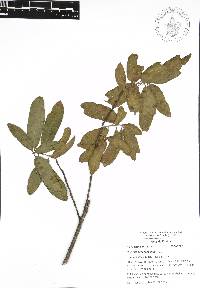 Quercus acherdophylla image