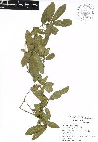 Quercus acherdophylla image