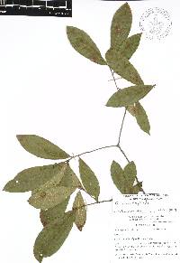 Quercus acherdophylla image