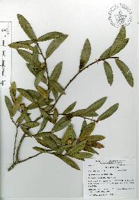 Quercus acherdophylla image