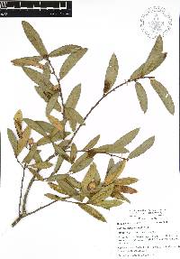 Quercus acherdophylla image