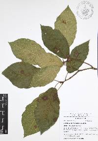 Quercus candicans image