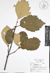 Quercus candicans image