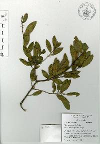 Quercus acherdophylla image