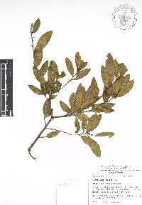 Quercus acherdophylla image