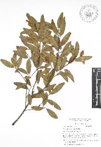 Quercus acherdophylla image