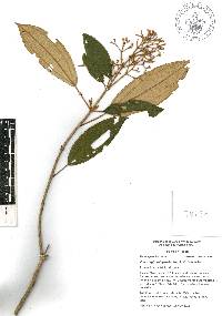 Miconia xalapensis image