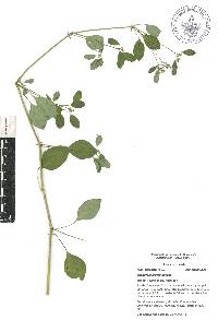 Euphorbia graminea image