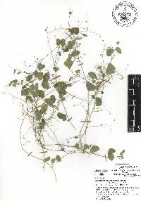 Desmodium procumbens image