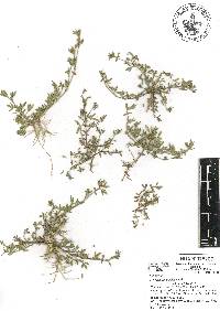 Stylosanthes humilis image