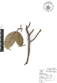 Ficus crocata image