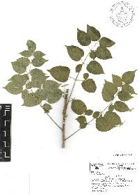 Aralia humilis image