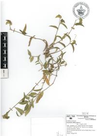Commelina diffusa image