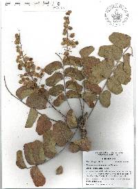 Pseudosmodingium barkleyi image