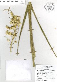 Beaucarnea olsonii image