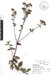 Stevia jorullensis image