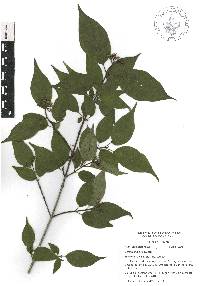 Cornus excelsa image