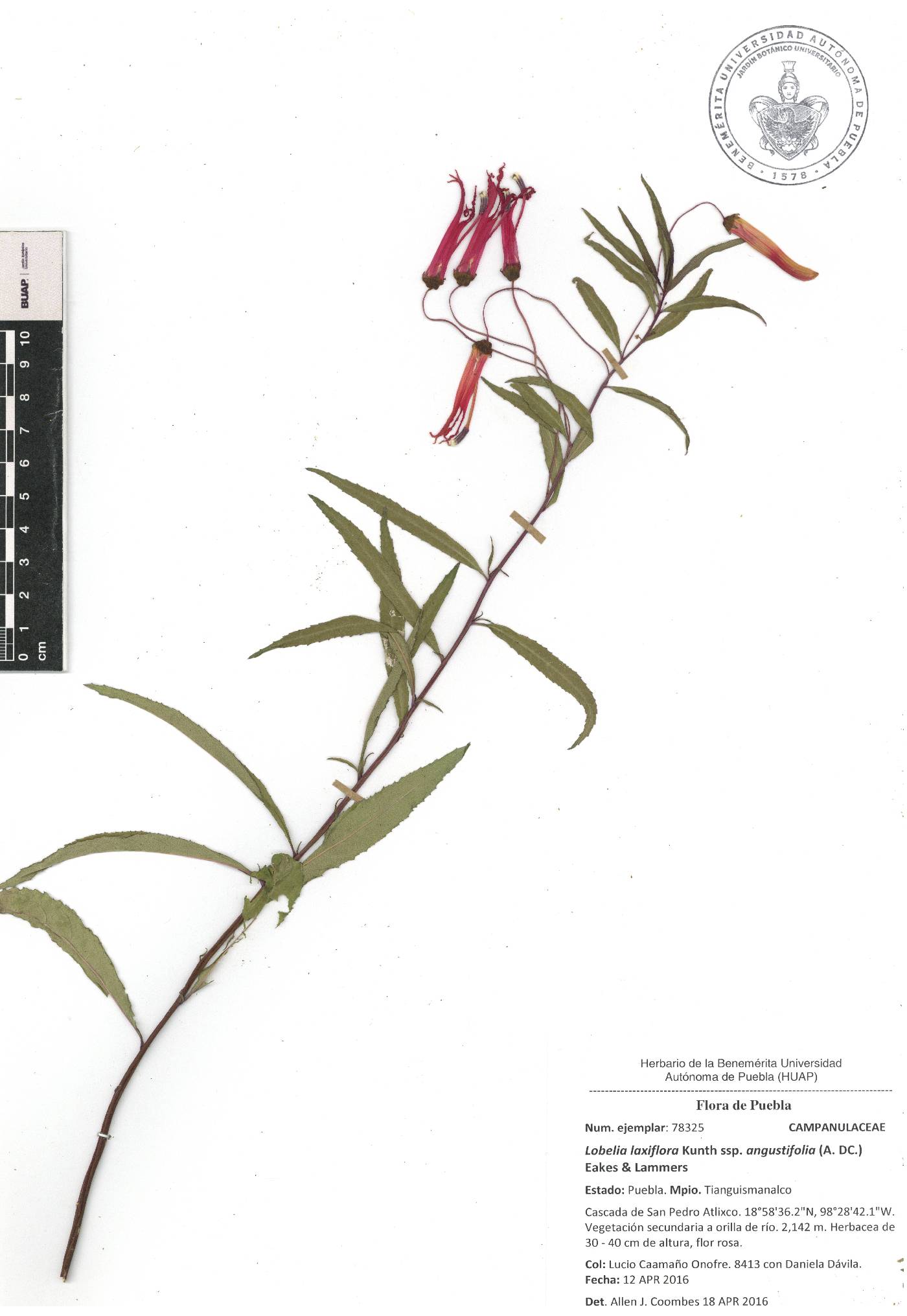 Lobelia laxiflora subsp. angustifolia image