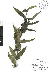 Urtica gracilis image