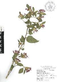 Cestrum roseum image