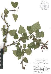 Salvia longistyla image