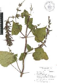 Salvia longistyla image