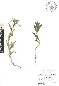 Oenothera pubescens image