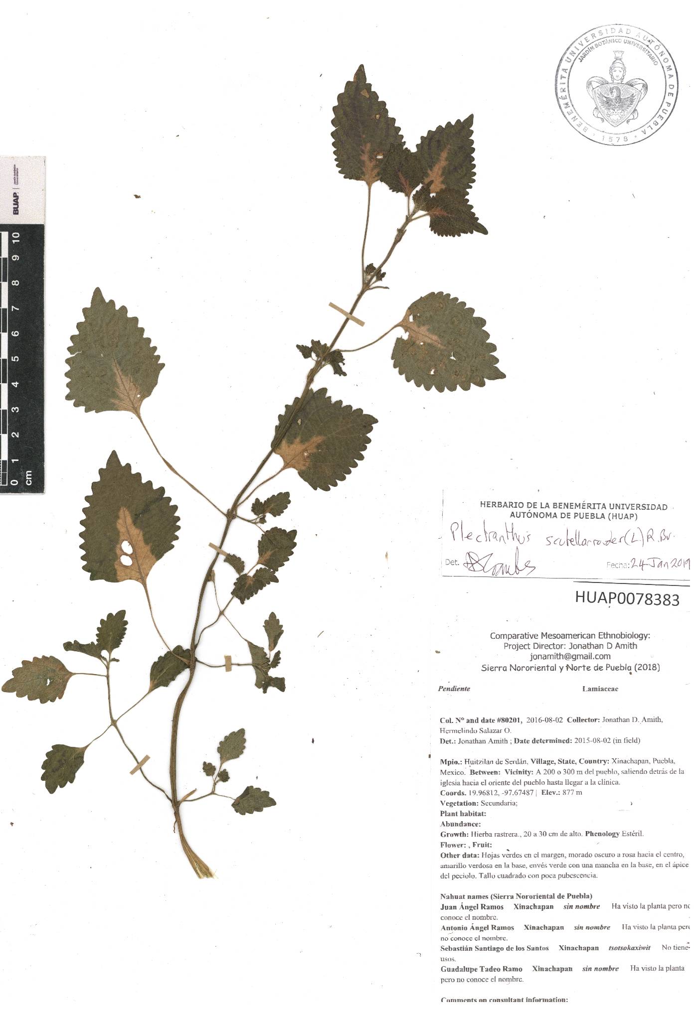 Solenostemon scutellarioides image