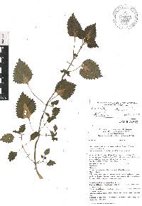 Solenostemon scutellarioides image