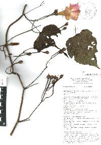 Ipomoea batatoides image