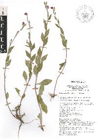 Oenothera rosea image