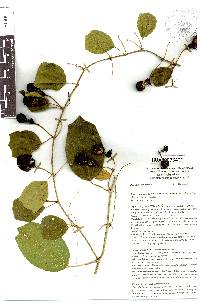 Passiflora helleri image