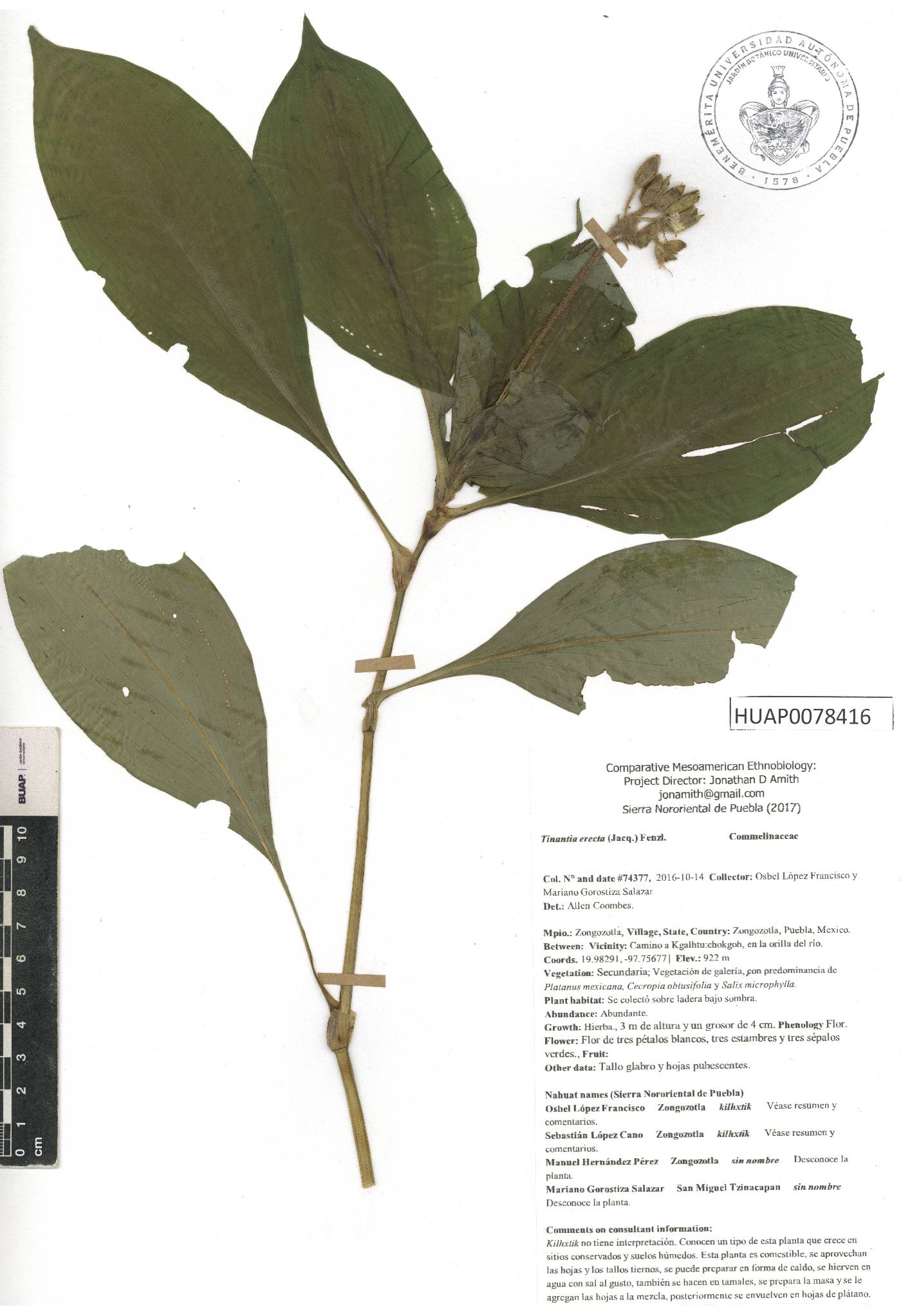 Tinantia erecta image