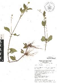 Acmella repens image