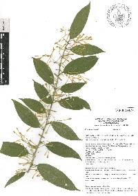 Cestrum nocturnum image