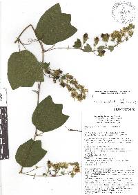 Passiflora porphyretica var. angustata image