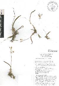 Barkeria obovata image