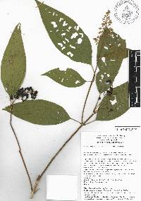 Miconia laevigata image