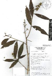 Miconia schlechtendalii image