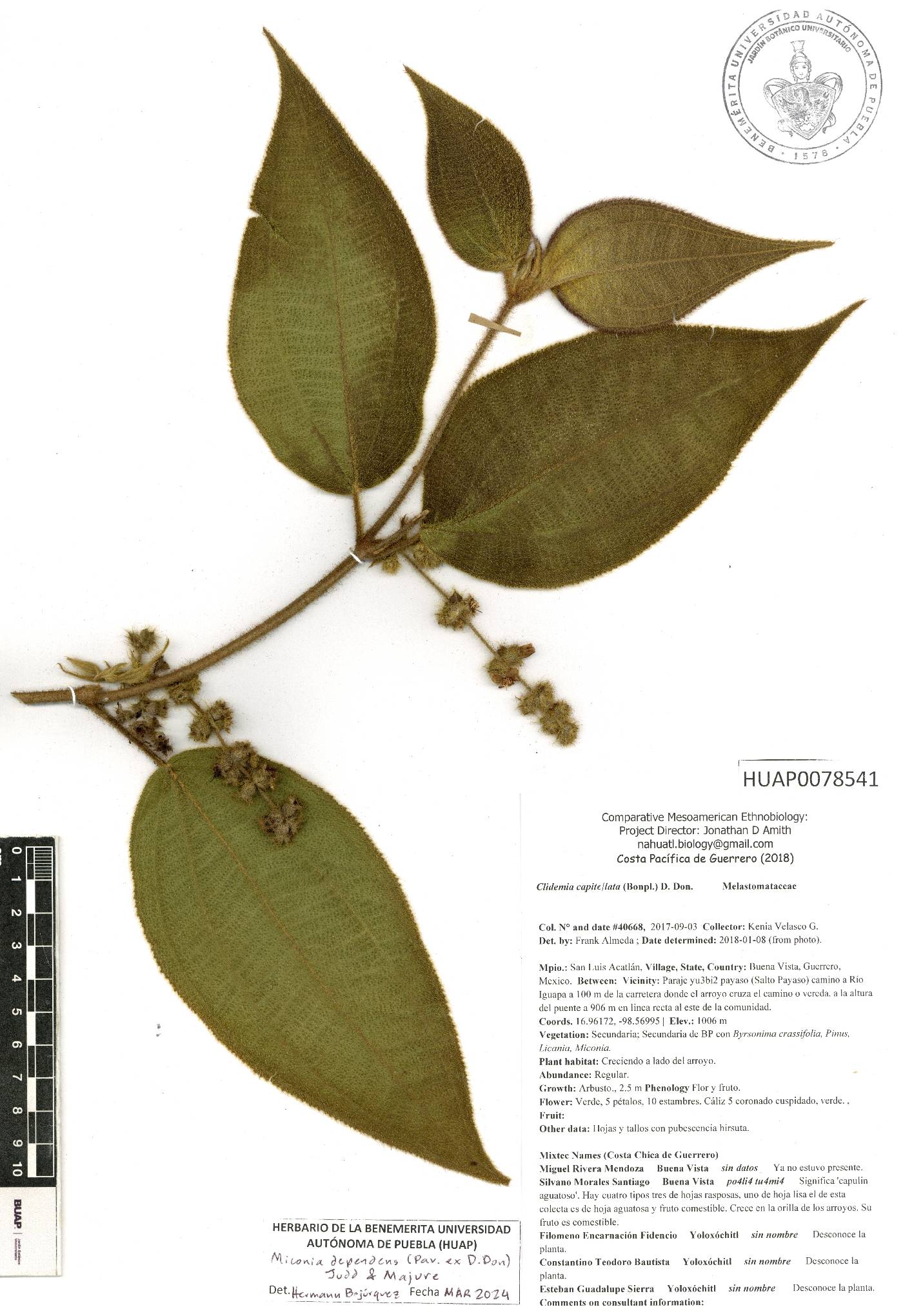 Miconia dependens image