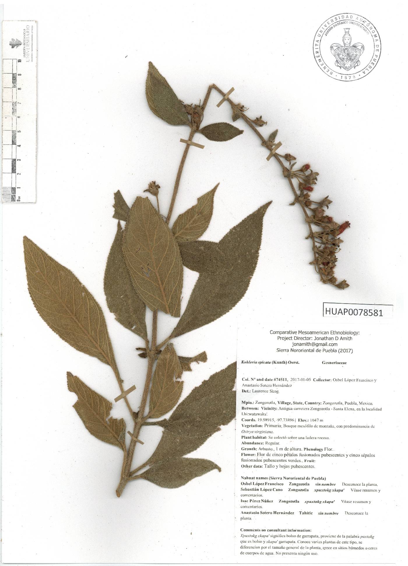 Kohleria spicata image